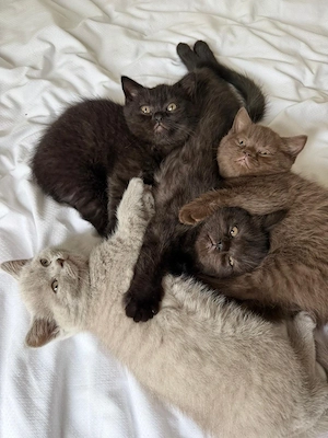  Wunderschöne Kätzchen 