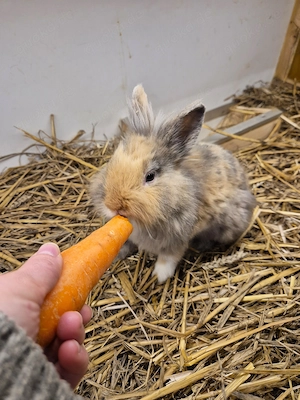 Löwenkopfkaninchen   suchen ein Zuhause