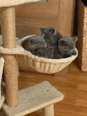 2 Kater suchen noch ein Zuhause ab sofort Bild 5