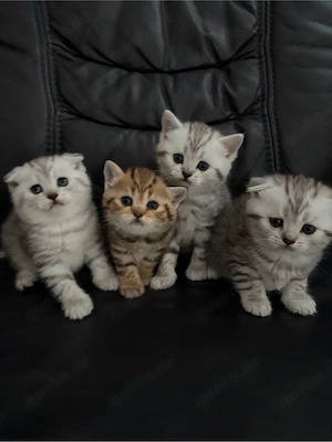 Reinrassige BKH Kitten