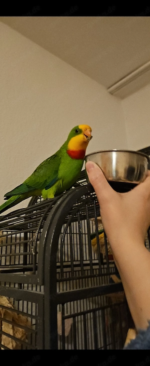 Schildsittich abzugeben