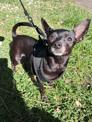 Liebevolles Zuhause für Blacky gesucht