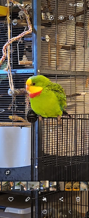 Schildsittich abzugeben