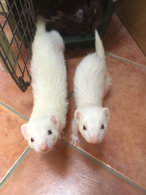 Zuckersüße Frettchen babys abzugeben  zahm, verspielt & gesund 