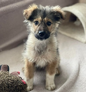 MARTHA - liebevolles Hundemädchen (wartet in Rumänien)