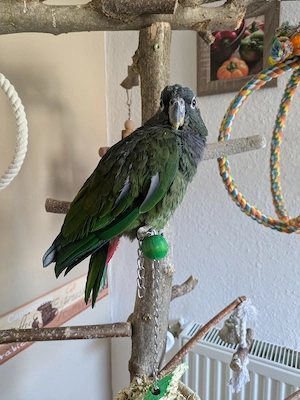 Maximilian Papagei Henne 