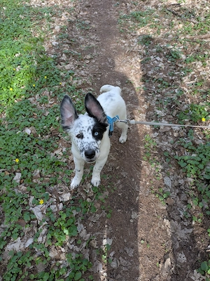 Husky - Border Collie Mix  Bild 2