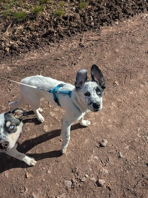 Husky - Border Collie Mix  Bild 1