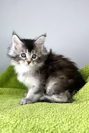 Süßes und flauschiges 5 Monate altes Katerchen   vollständig tierärztlich untersucht!