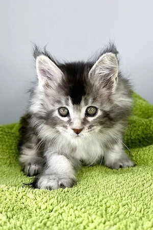 Süßes und flauschiges 5 Monate altes Katerchen   vollständig tierärztlich untersucht!