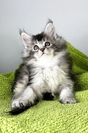 Freundliches, 5 Monate altes Kätzchen (männlich)   vollständig geimpft mit Papieren