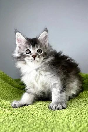 Süßes und flauschiges 5 Monate altes Katerchen   vollständig tierärztlich untersucht!