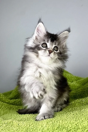 Süßes und flauschiges 5 Monate altes Katerchen   vollständig tierärztlich untersucht!