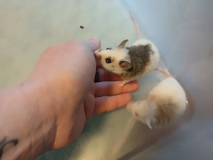 Vielzitzenmäuse Jungs abzugeben 