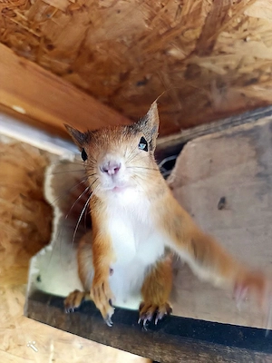 SUCHE Weibliches Eichhörnchen und gebe Jungtiere ab