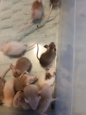 Vielzitzenmäuse Mädels abzugeben 