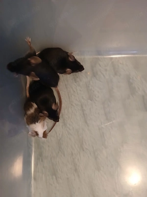 Farbmäuse Jungs abzugeben 