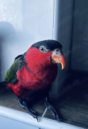 Vögel Schwarzkopflori Papageien (Lorius lory),  männlich