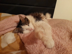 Gesuch: Barrierearm in Demmin 