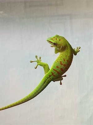 Schöner Madagaskar Taggecko (Phelsuma grandis)   kräftige Farben   Abgabe   Tausch
