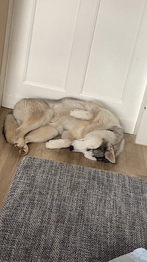 Husky fast 11 monate 