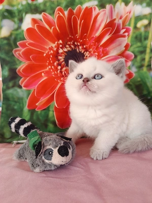 BKH, Britisch Kurzhaar, Mädchen , Mai Abgabe bereit, Zum Muttertag  Bild 4