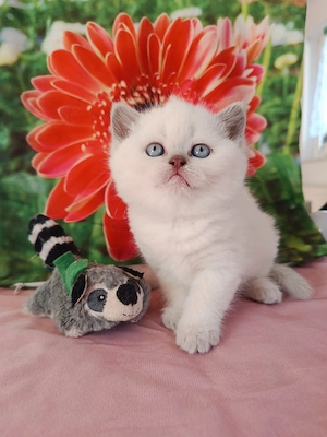 BKH, Britisch Kurzhaar, Mädchen , Mai Abgabe bereit, Zum Muttertag  Bild 2