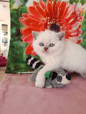 BKH, Britisch Kurzhaar, Mädchen , Mai Abgabe bereit, Zum Muttertag  Bild 6