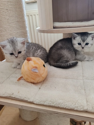 Britisch Kurzhaar Kitten 