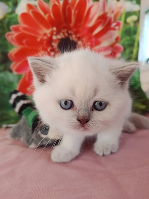 BKH, Britisch Kurzhaar, Mädchen , Mai Abgabe bereit, Zum Muttertag  Bild 5