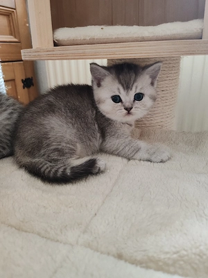 Britisch Kurzhaar Kitten 