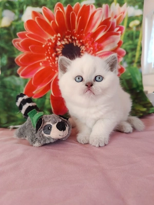 BKH, Britisch Kurzhaar, Mädchen , Mai Abgabe bereit.