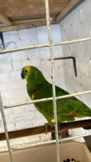 Verkuafen paar papagei