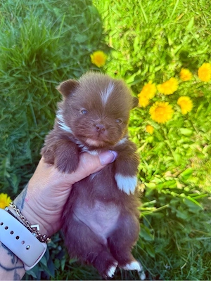 Wunderschöne Pomeranian Hündinnen schoko 