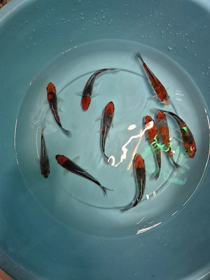 Tolle Koi auch Butterfly Koi von verschiedenen Züchtern