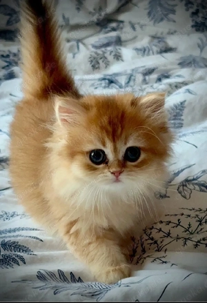 Süßer Kater Flavi sucht ein liebevolles Zuhause