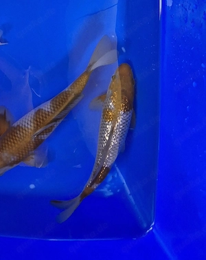 Tolle Koi auch Butterfly Koi von verschiedenen Züchtern Bild 6