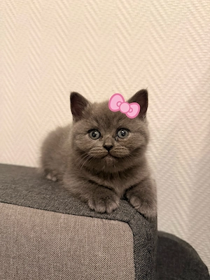 3 bkh kitten silver tiger lillac 