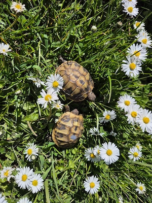 Griechische Landschildkröten NZ 24  incl. Cites
