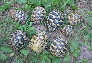 Griechische Landschildkröten NZ 2023 bis 2025, weiblich erbrütet Bild 3
