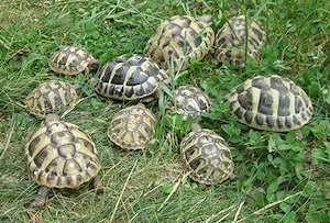 Griechische Landschildkröten NZ 2023 bis 2025, weiblich erbrütet