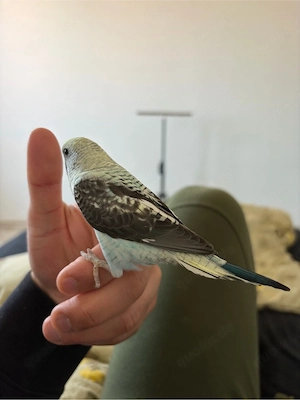 wellenstich blackwing 