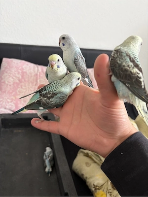 wellenstich blackwing  Bild 3