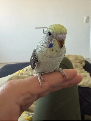 wellenstich blackwing  Bild 2