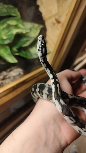 Morelia spilota harrisoni Axanthic