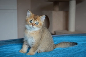 Süße BKH Golden Shaded Babykatzen - geimpft 