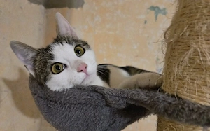 Schnurrt Otto dir bald um die Beine?