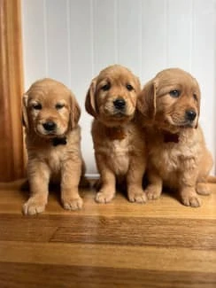 Golden Retriever Welpen in Top-Qualität   Bereit für ein liebevolles Zuhause   