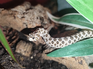 1.0 Hakennasennatter Arctic DNZ25