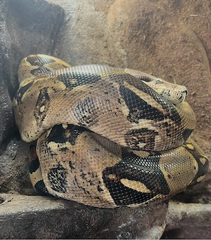 Boa constrictor imperator (weiblich, 6 Jahre, ca. 220 cm) abzugeben  Ich gebe meine weibliche Boa co